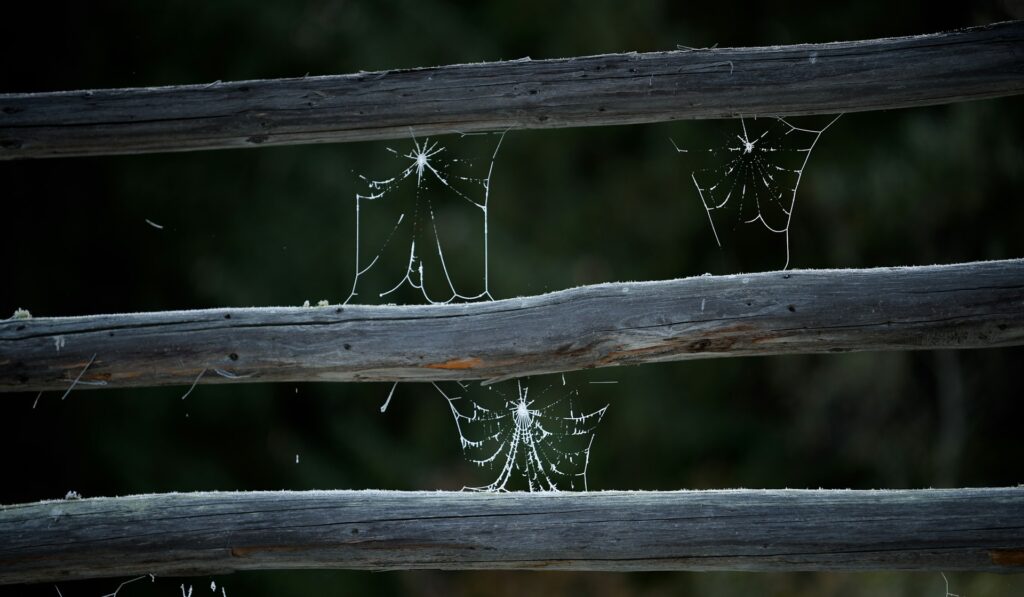 cobwebs