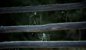 cobwebs